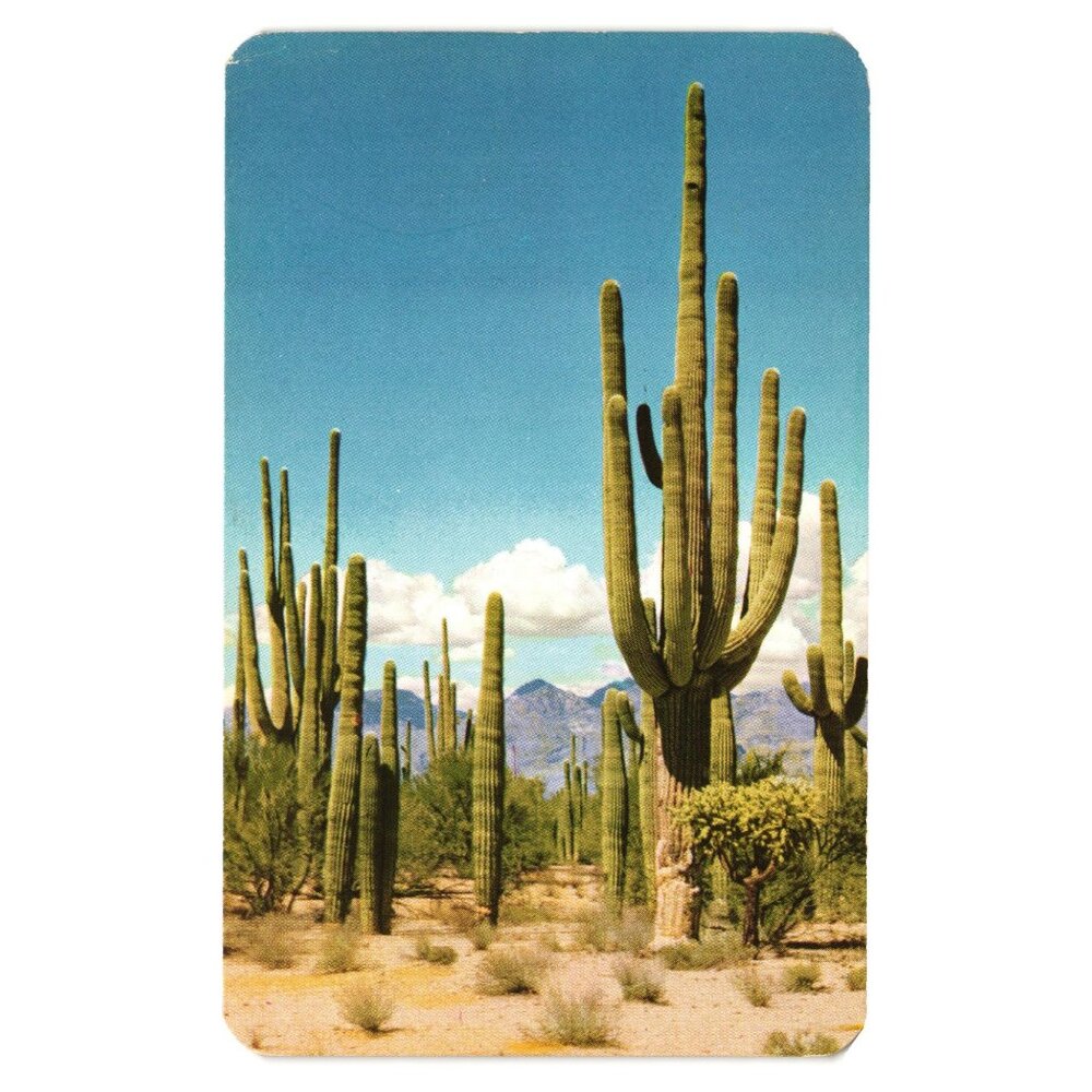 Saguaro Forest Vintage Postcard Tucson Arizona Desert Landscape Bob Petley